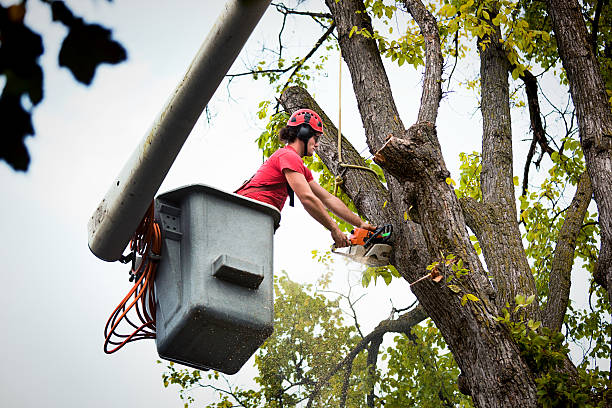 Mountain Green, UT Tree Removal and Landscaping Services Company